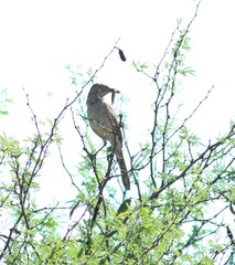 Toxostoma bendirei
