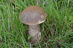 Leccinum duriusculum