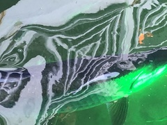 Megalops atlanticus