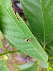 Micrathena sexspinosa
