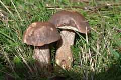 Leccinum duriusculum