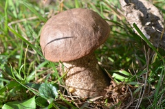 Leccinum duriusculum