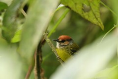 Poecilotriccus ruficeps