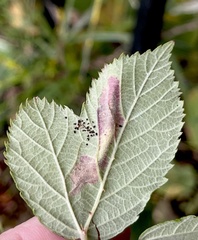 Coptotriche marginea