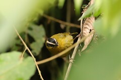 Kleinothraupis atropileus