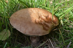 Leccinum duriusculum