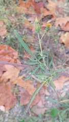 Bidens subalternans