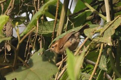 Troglodytes solstitialis