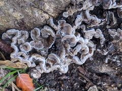 Auricularia mesenterica