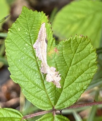 Coptotriche marginea