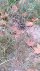 Bidens subalternans