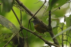 Myiothlypis coronata