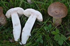 Leccinum duriusculum