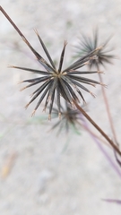 Bidens subalternans