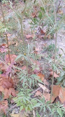 Bidens subalternans