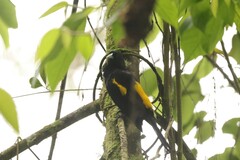 Cacicus chrysonotus