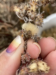 Schinia septentrionalis