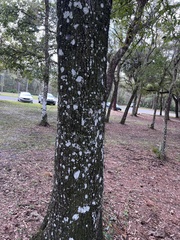 Cryptothecia striata