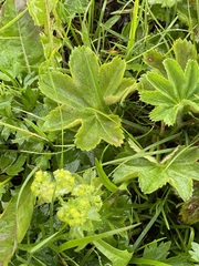 Alchemilla vulgaris
