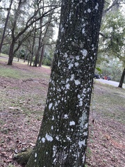 Cryptothecia striata