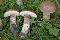 Leccinum duriusculum