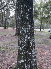 Cryptothecia striata