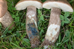 Leccinum duriusculum