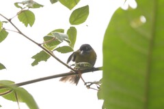 Chlorospingus flavopectus