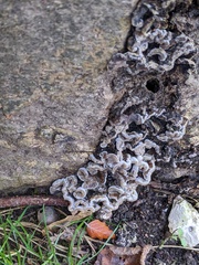 Auricularia mesenterica
