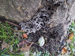 Auricularia mesenterica