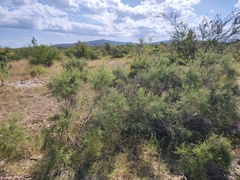 Ambrosia ambrosioides