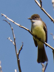 Myiarchus ferox