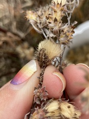 Schinia septentrionalis