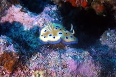 Goniobranchus kuniei