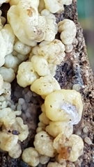 Didymium mucilago