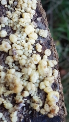 Didymium mucilago