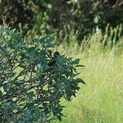 Campylorhynchus brunneicapillus