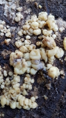 Didymium mucilago