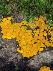 Calycina citrina