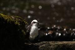 Cinclus leucocephalus