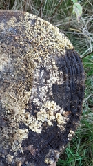 Didymium mucilago