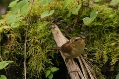 Troglodytes solstitialis