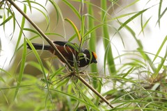 Catamblyrhynchus diadema