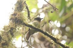 Leptopogon rufipectus