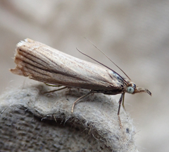 Chrysoteuchia culmella