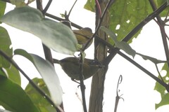 Chlorospingus flavopectus