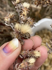 Schinia septentrionalis