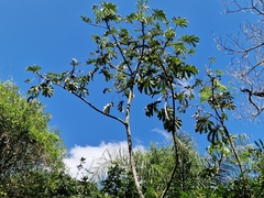 Cecropia pachystachya