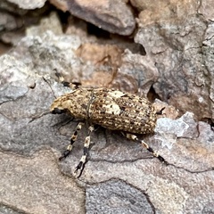 Euparius marmoreus