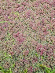 Azolla rubra